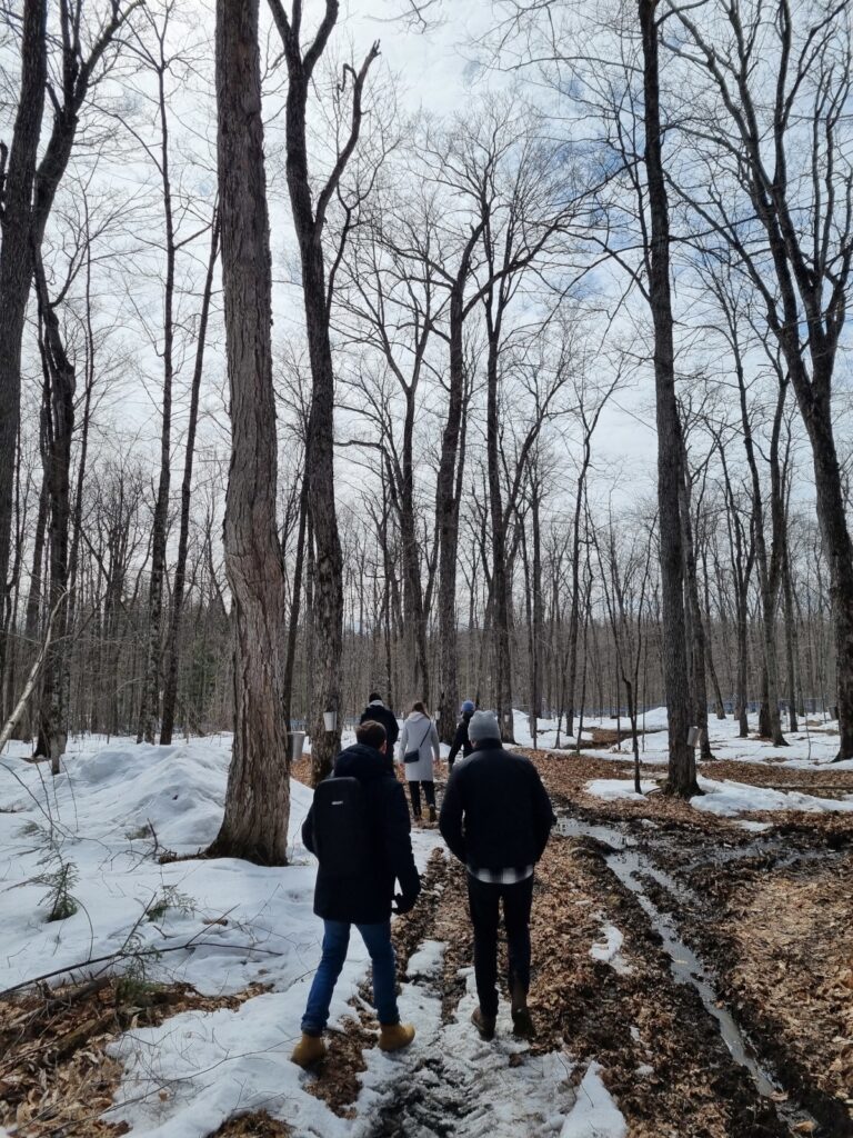Walk with friends in a maple forest near Montreal