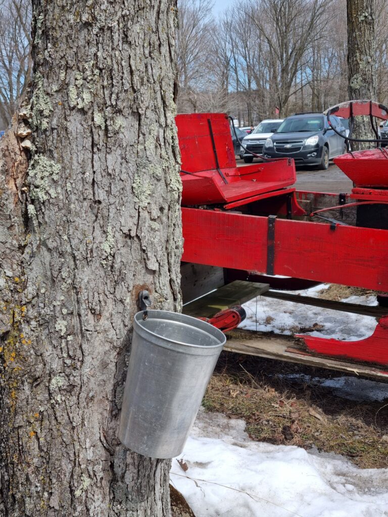 Bucket to collect maple syrup